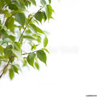 Picture of Green leafs isolated on white background